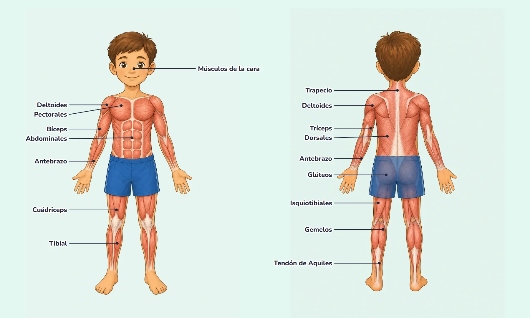 Dibujo de los músculos del cuerpo humano de un niño, de frente y de espaldas, con sus nombres: músculos de la cara, deltoides, pectorales, bíceps, antebrazo, abdominales, cuádriceps, tibial, trapecio, dorsales, tríceps, glúteos, isquiotibiales, gemelos y tendón de Aquiles