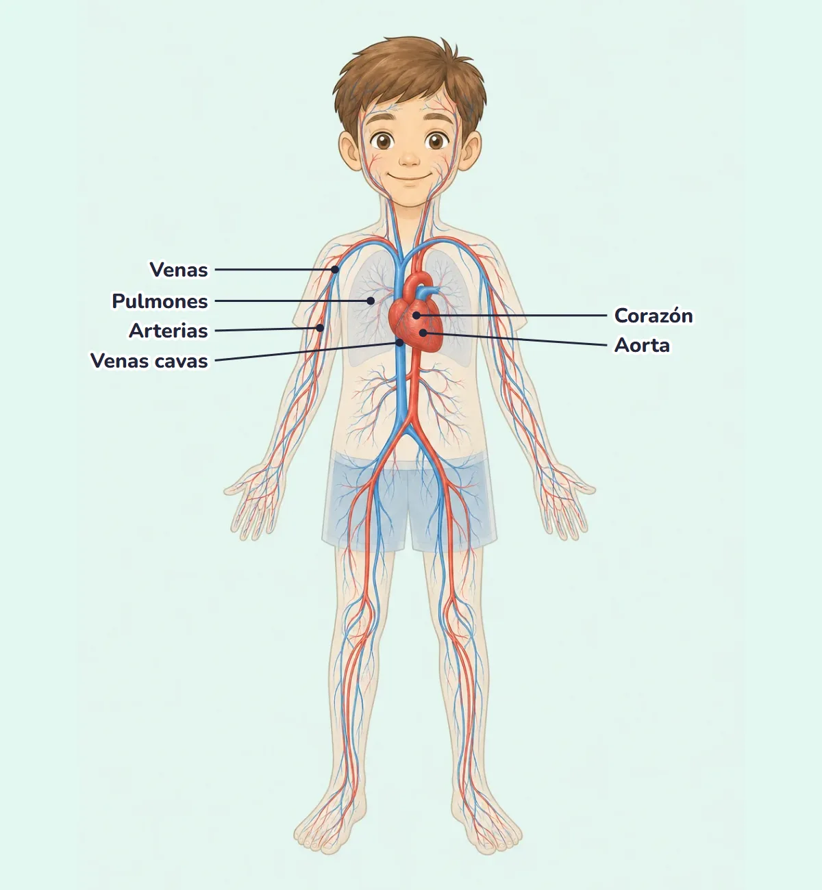 Dibujo del aparato circulatorio de un niño con el nombre de sus partes: corazón, aorta, arterias, venas y venas cavas