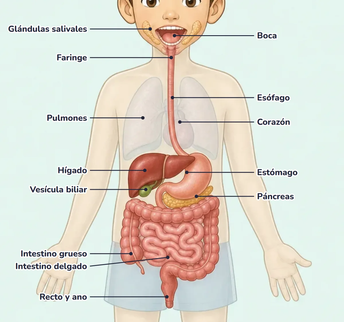 Dibujo del aparato digestivo de un niño con el nombre de sus partes: boca, glándulas salivales, faringe, esófago, estómago, hígado, vesícula biliar, páncreas, intestino delgado, intestino grueso, recto y ano