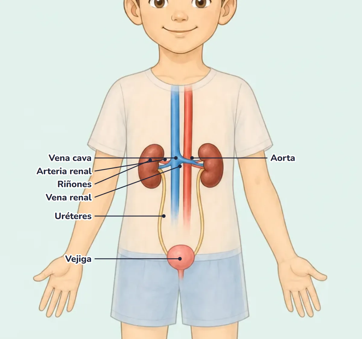 Dibujo del aparato excretor de un niño con el nombre de sus partes: riñones, uréteres, vejiga, arteria renal y vena renal