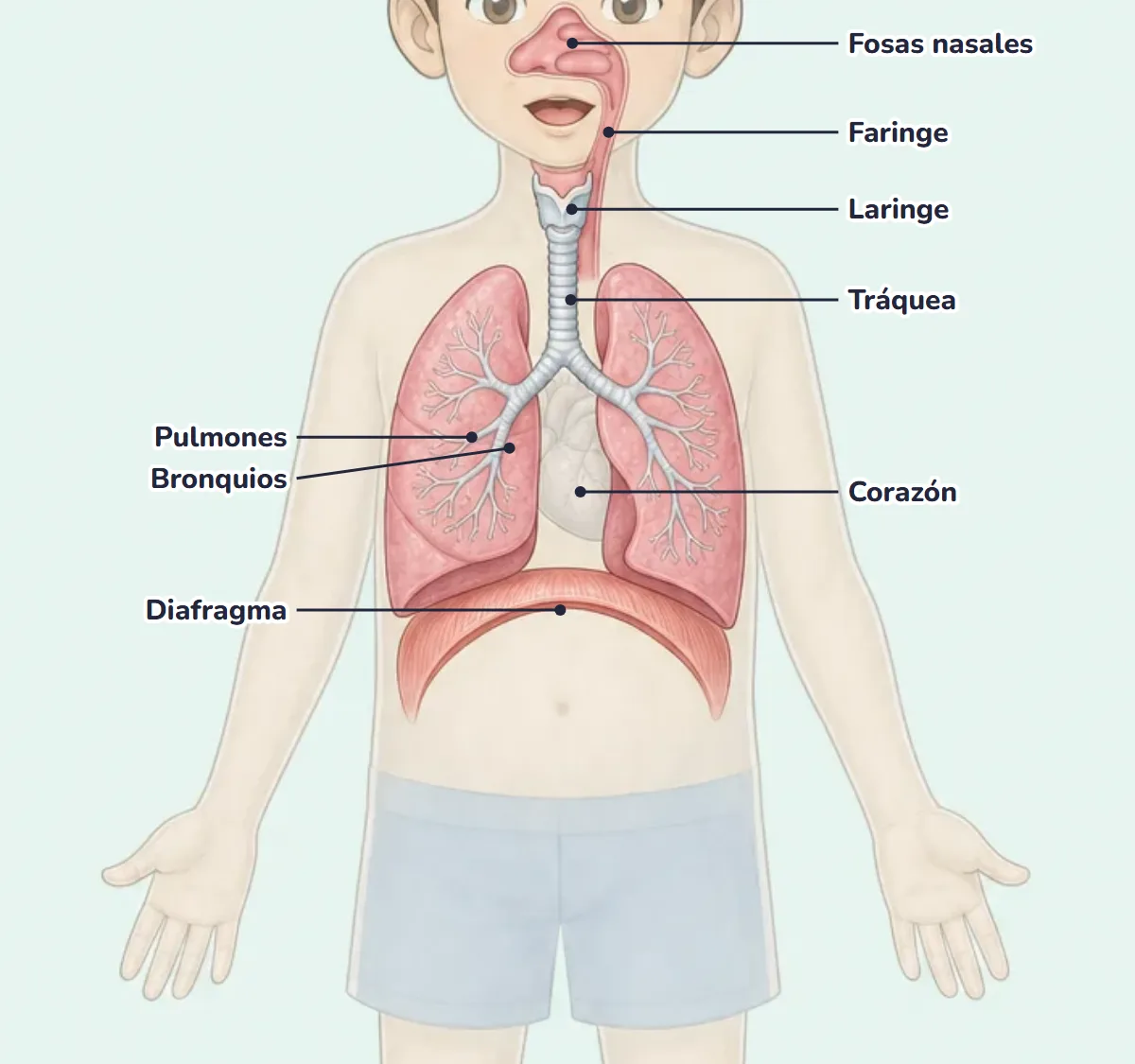 Dibujo del aparato respiratorio de un niño con el nombre de sus partes: fosas nasales, faringe, laringe, tráquea, bronquios, pulmones y diafragma
