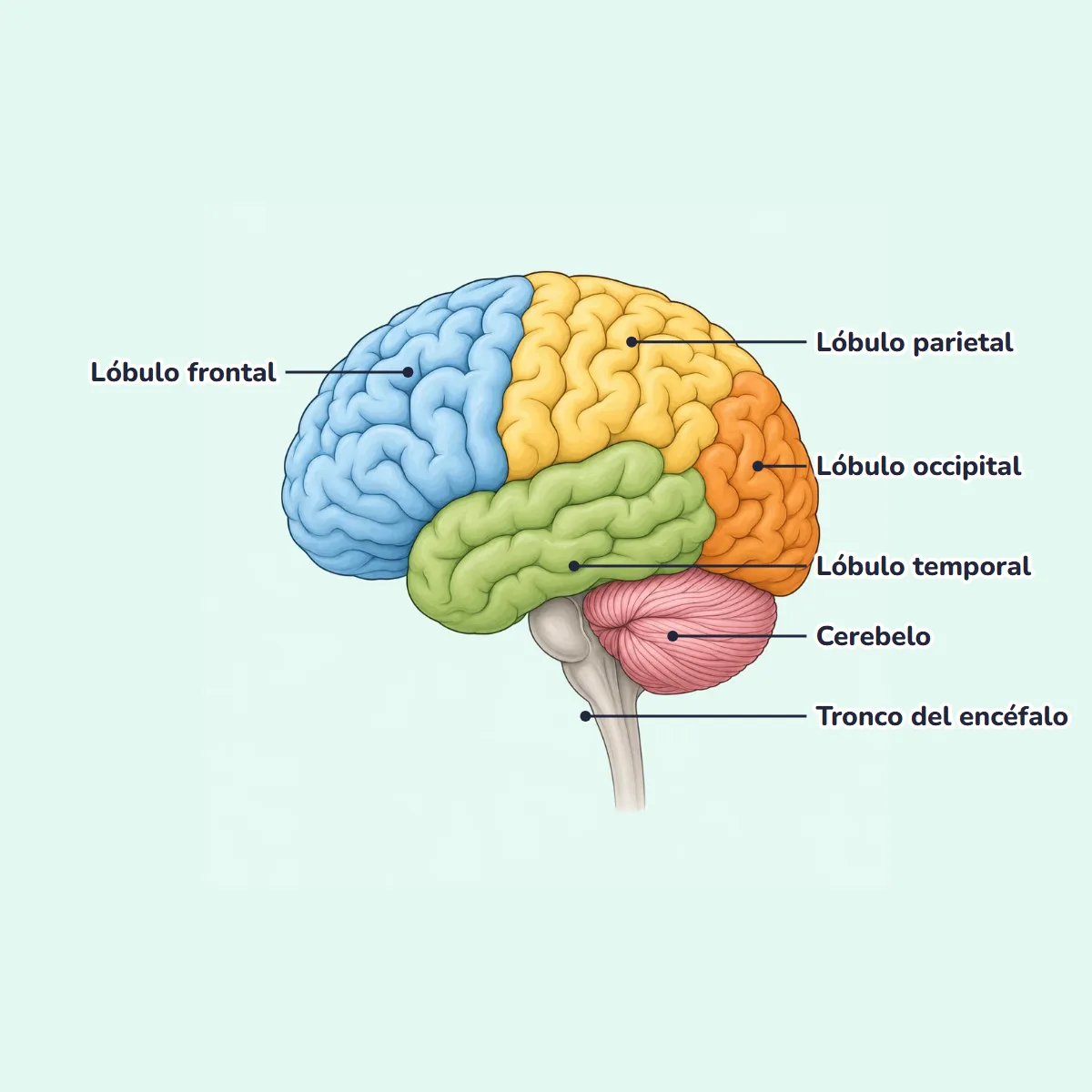 Dibujo de las partes del cerebro de lado con sus nombres: lóbulo frontal, lóbulo parietal, lóbulo temporal, lóbulo occipital, cerebelo y tronco del encéfalo