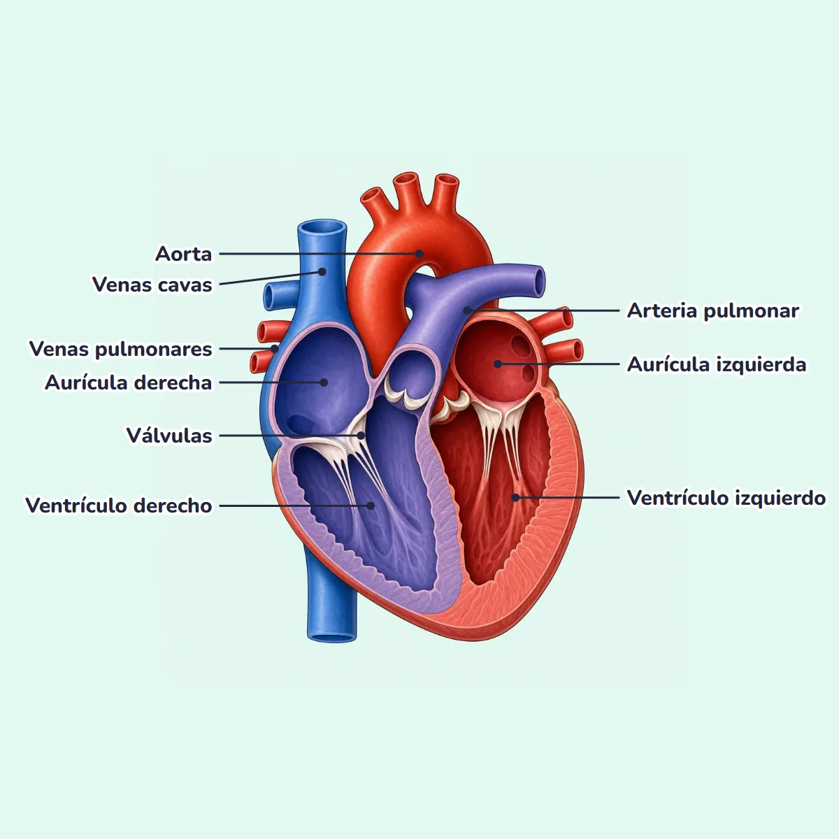 Dibujo del corazón por dentro con el nombre de sus partes: aurículas, ventrículos, válvulas, aorta, arteria pulmonar, venas cavas y venas pulmonares