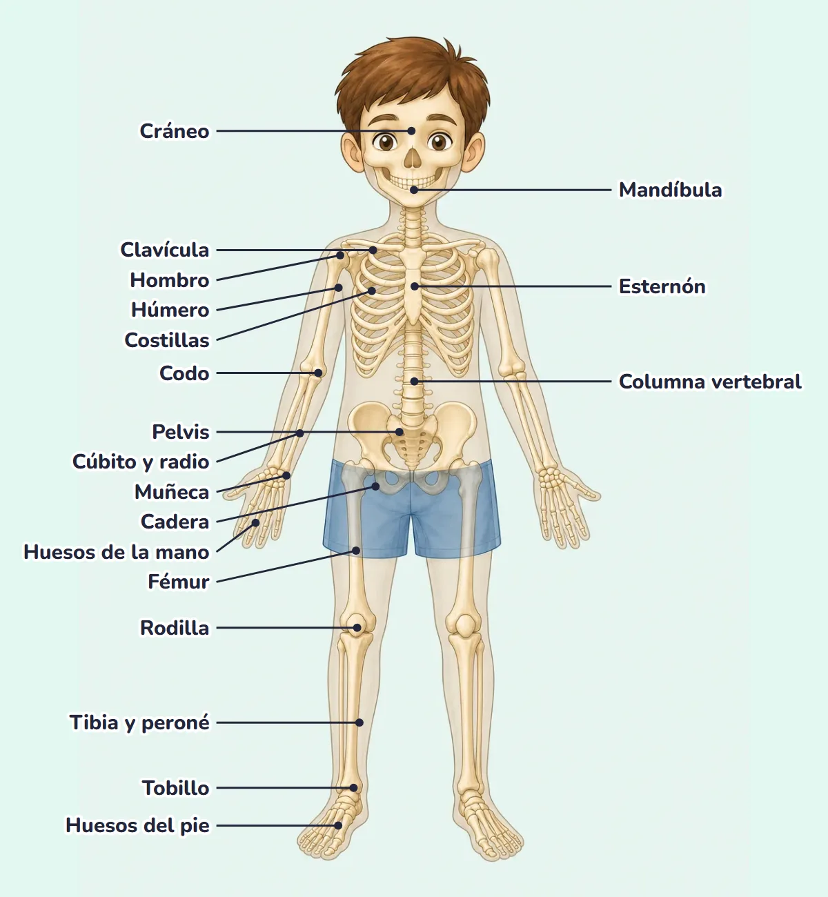 Dibujo del esqueleto humano de un niño con el nombre de sus huesos y articulaciones: cráneo, mandíbula, clavícula, esternón, costillas, columna vertebral, húmero, cúbito y radio, huesos de la mano, pelvis, fémur, tibia y peroné, huesos del pie, hombro, codo, muñeca, cadera, rodilla y tobillo