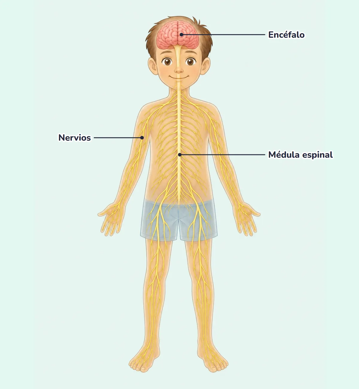 Dibujo del sistema nervioso de un niño con el nombre de sus partes: encéfalo, médula espinal y nervios